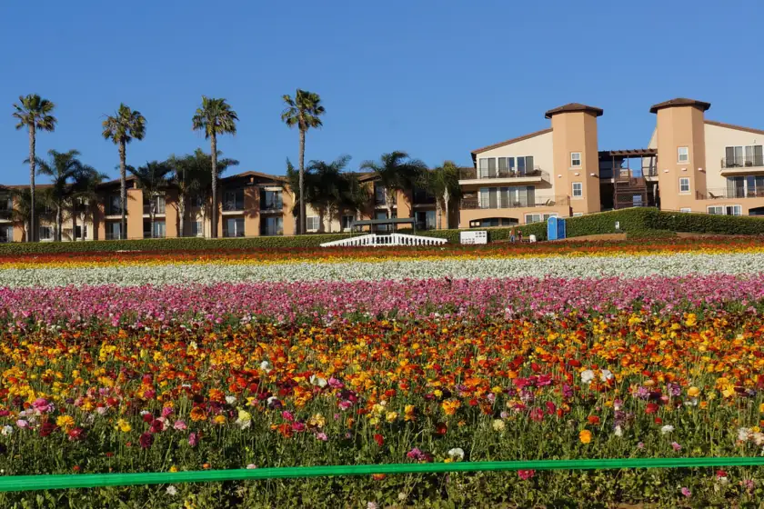 Rows of ranunculus in full bloom at The Flower Fields at Carlsbad Ranch, with palm trees and hillside buildings beyond